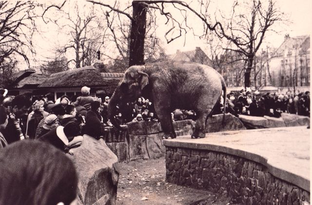 Je kon toen nog een olifant mee naar huis nemen als je wou maar je moest hem wel op tijd terugbrengen.